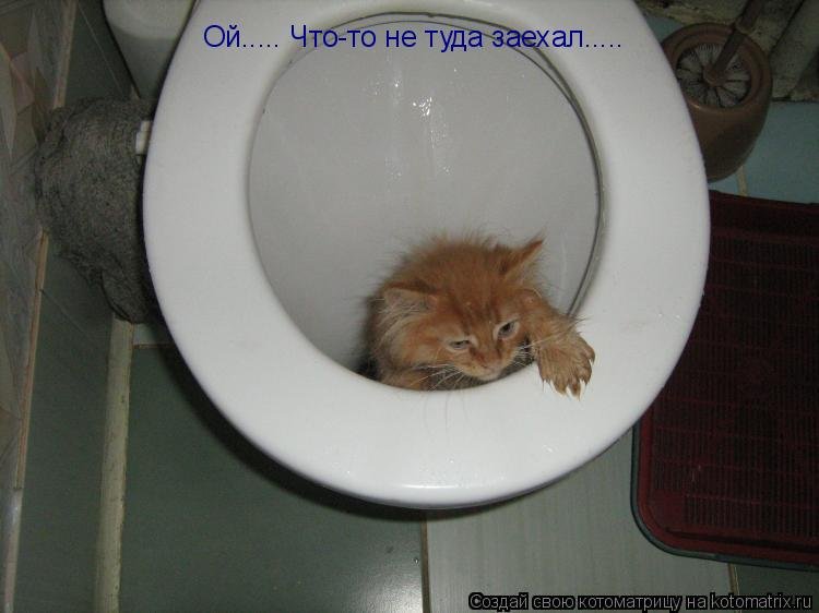 Почему кричит кот когда ходит в туалет Почему кричит кот когда ходит в туалет