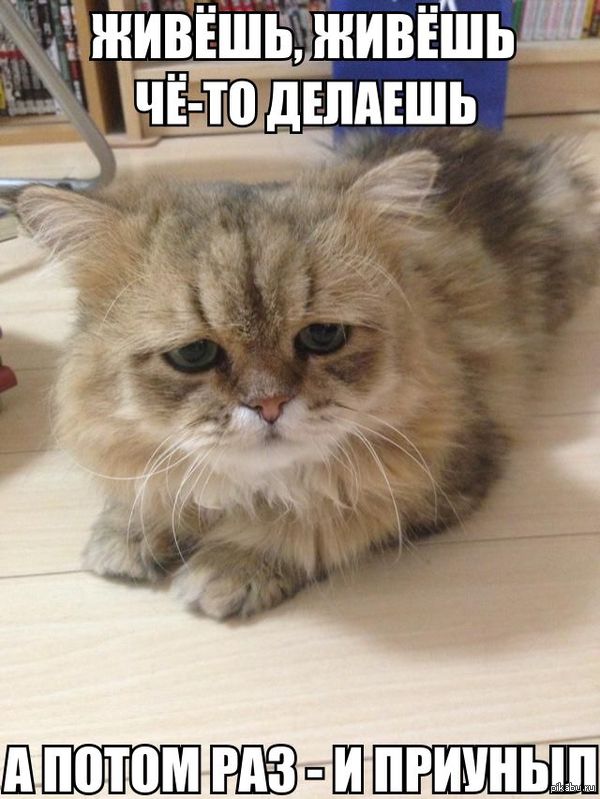 приуныл чет картинки приуныл чет картинки