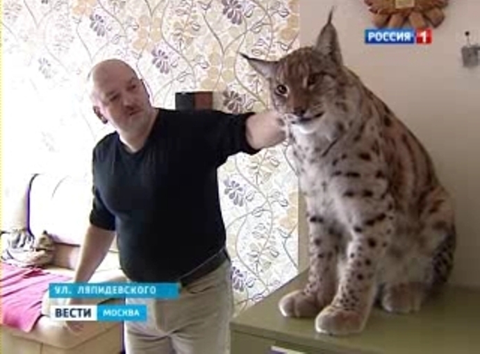 Содержание рыси в домашних условиях Содержание рыси в домашних условиях