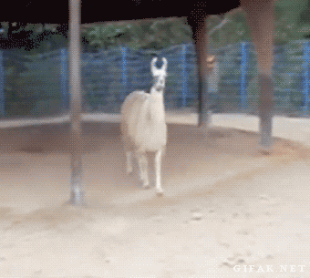 14331682006501.gif