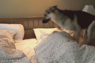 1451830190168156834.gif