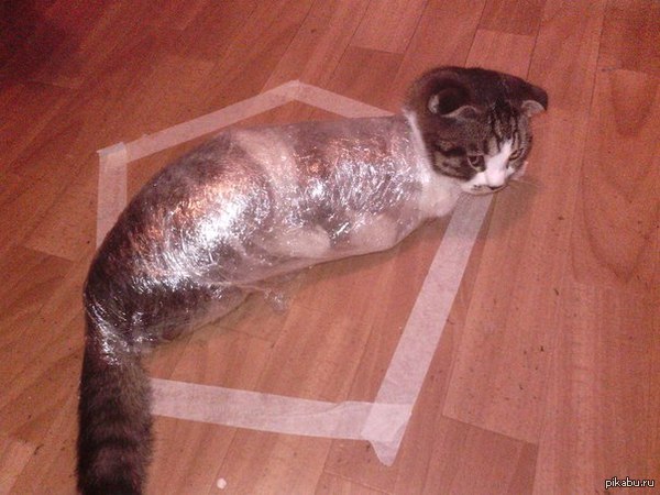 Как обездвижить кота в домашних условиях Как обездвижить кота в домашних условиях