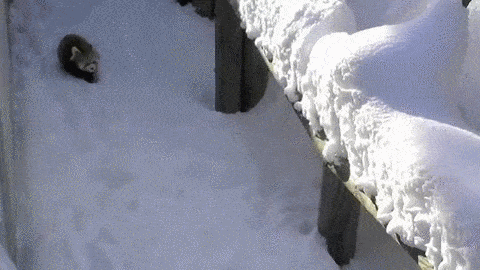 1421403556_1885565215.gif