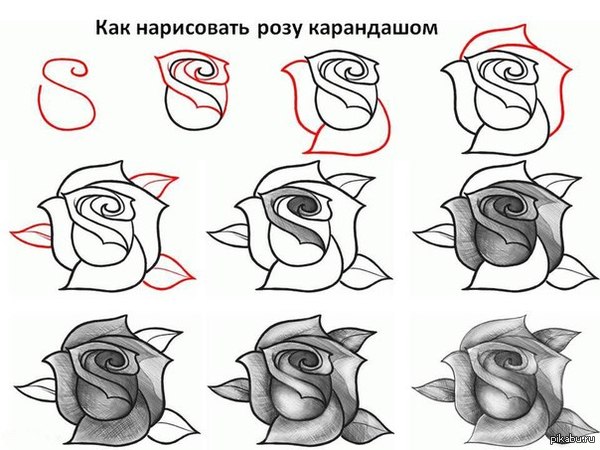 Учимся рисовать карандашом поэтапно розы Учимся рисовать карандашом поэтапно розы