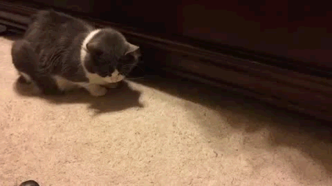 1423642436_1638794420.gif