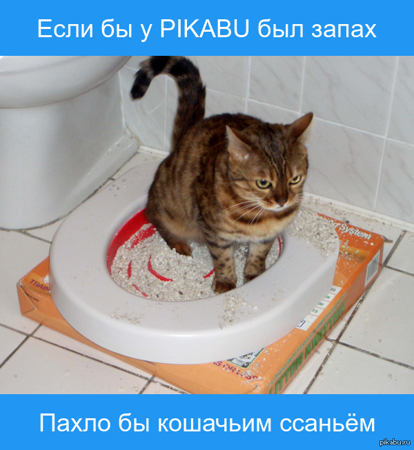 Как сделать кошачий лоток Как сделать кошачий лоток