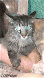 1434645999_482835108.gif