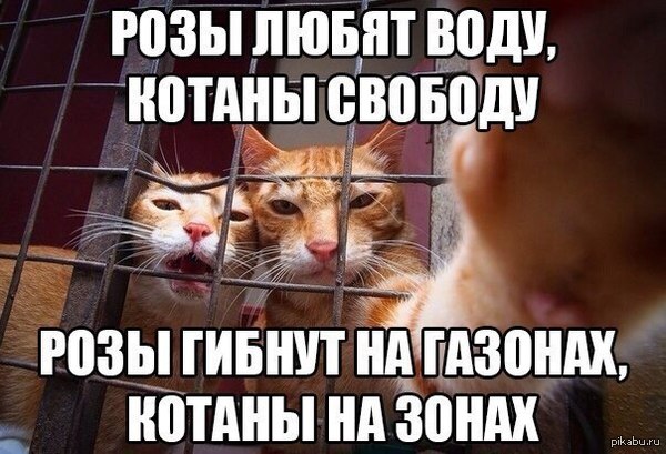 Картинки по запросу свободу котикам