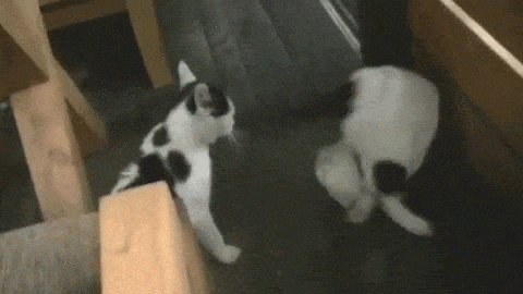 1435518884_625987351.gif