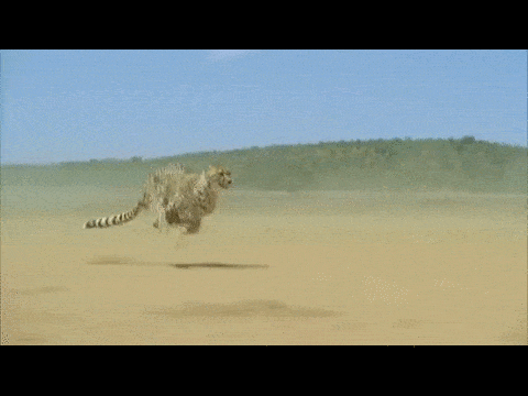 1440246997_1770323844.gif