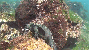 1441151628_770337479.gif