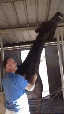 1441209094_1292435550.gif