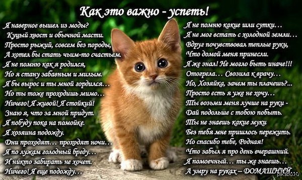 У меня жил кошка стих У меня жил кошка стих