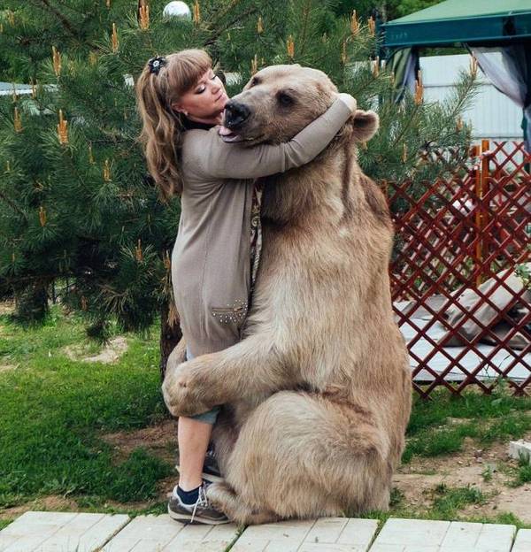 Медведь Степан и его необычная жизнь в русской семье медведь, медведь Степан, длиннопост