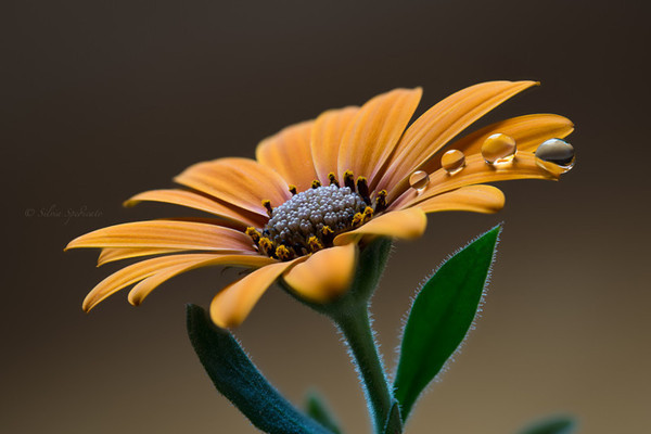 Красота макрофотографии макросъемка, насекомые, природа, цветы, длиннопост