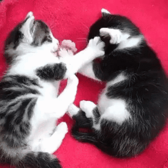 1466018377115168996.gif