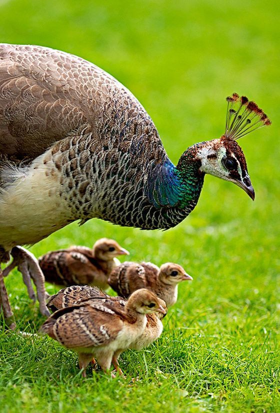 national-bird-of-india-indian-peacock-an-essay