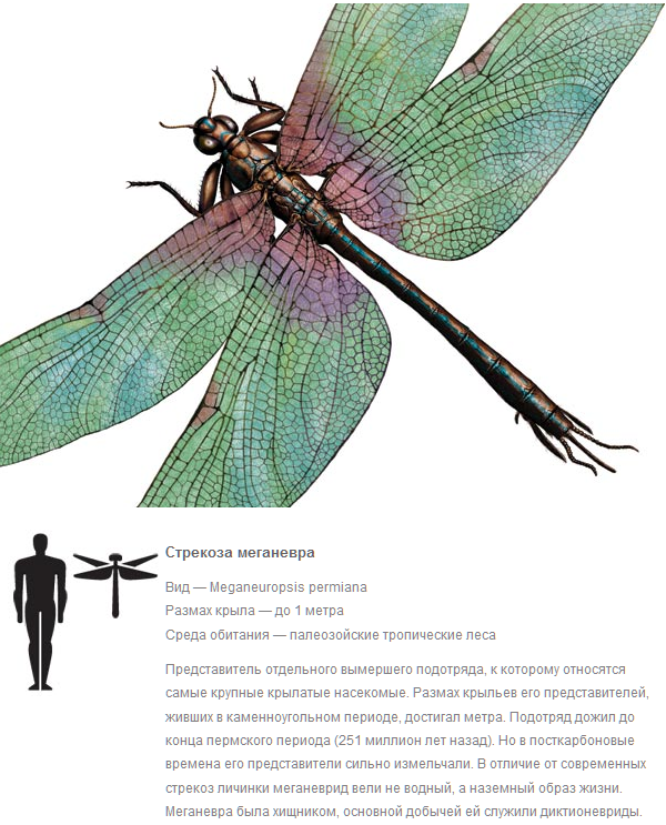 Куда делись насекомые-гиганты? Интересное, палеонтология, Природа, наука, Насекомые, Гигант, прошлое, жизнь, длиннопост