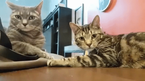 146812364616785734.gif