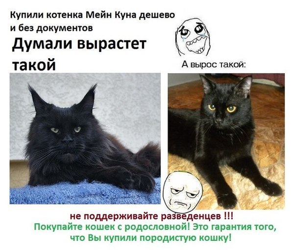 Дешево Без