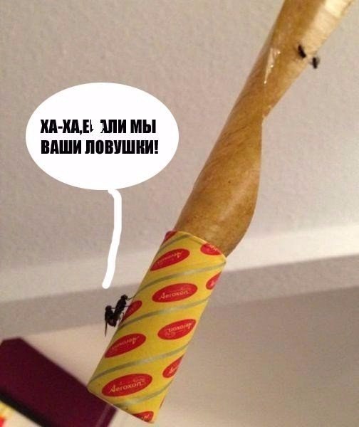 Сделать мухоловку своими руками Сделать мухоловку своими руками