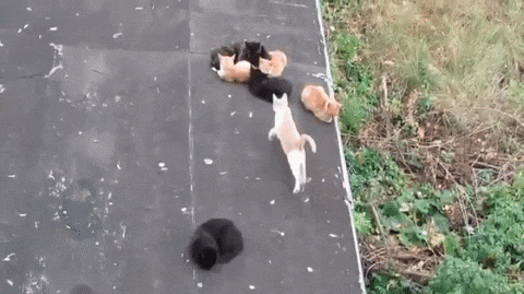 1469382617189443633.gif