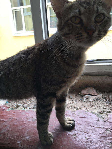 Подвижный кот Подвижный кот