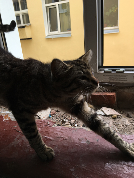Подвижный кот Подвижный кот