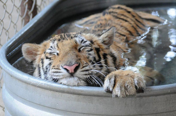 La increíble transformación de tigre rescatado de un circo dlinnopost, foto, tigre, rescate, rehabilitación