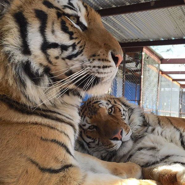 La increíble transformación de tigre rescatado de un circo dlinnopost, foto, tigre, rescate, rehabilitación