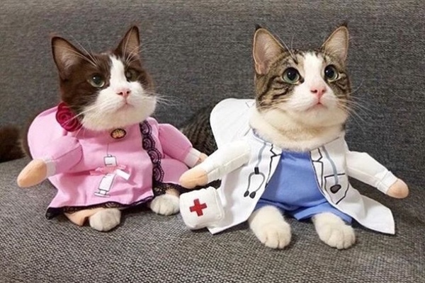 К Чему Снится Большая Блоха У Кота К чему снится большая блоха у кота