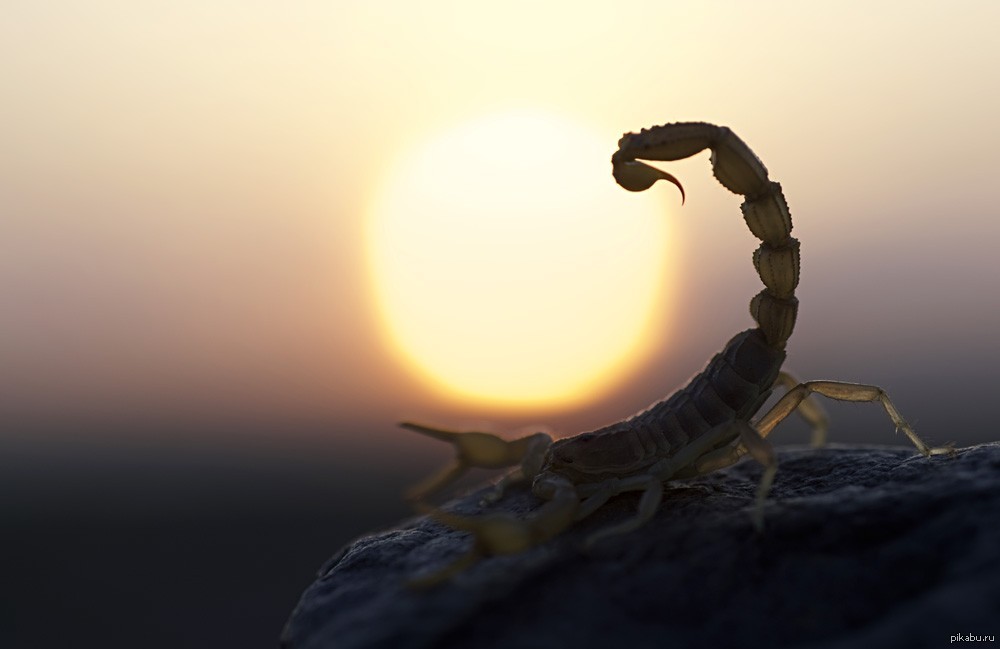 Гороскоп Весна Змея Скорпион