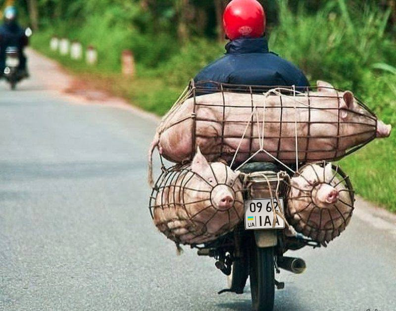 Как в Азии перевозят свинок. - 17.02.15 14:30 | Пикабу