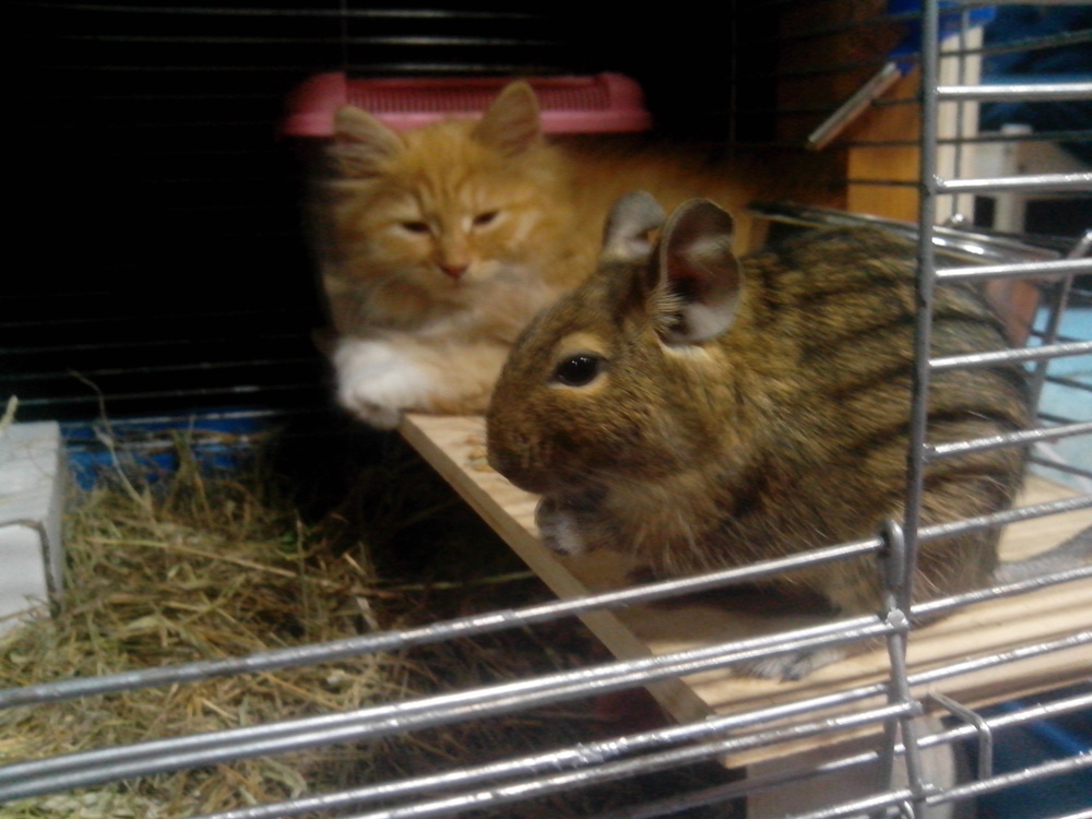 Ежики плакали, кололись, но продолжали есть кактус :) | Пикабу