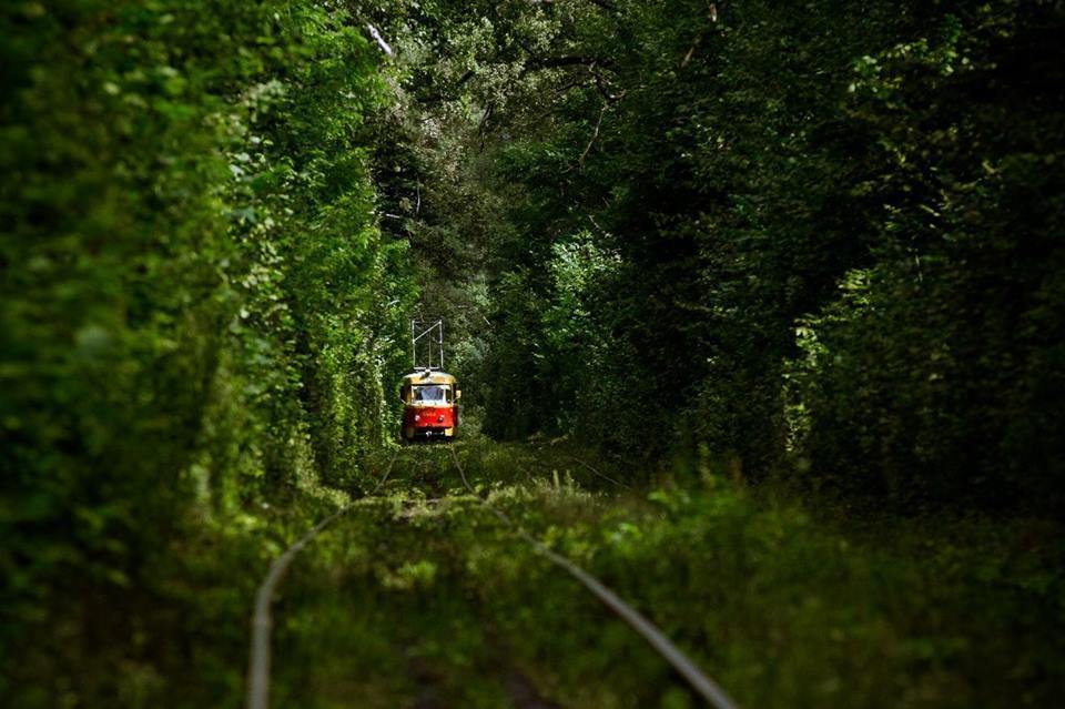 Трамвай В Сокольниках Через Лес Фото