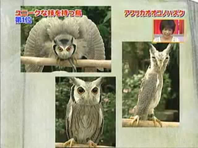 Я всего лишь взяла пылесос... | Пикабу