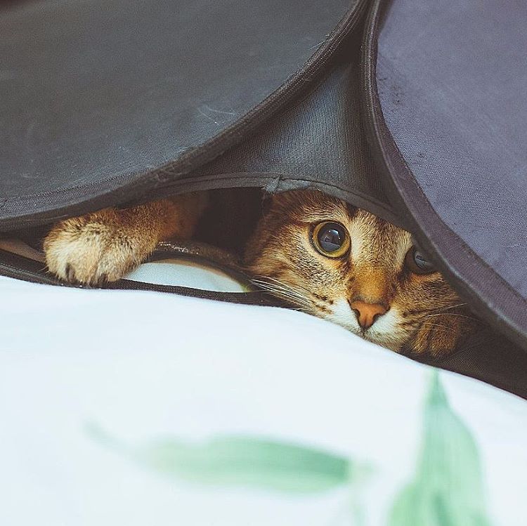 Друзья, нужен юрист по авторским правам. Помогите кто чем может. | Пикабу