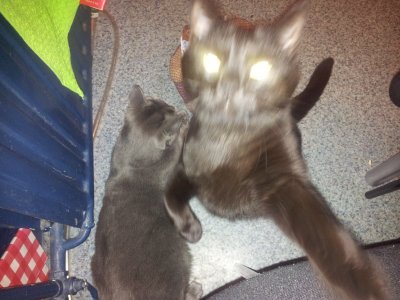 ����������� � �����������