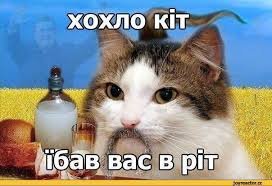 кот спасибо что не кит. Смотреть фото кот спасибо что не кит. Смотреть картинку кот спасибо что не кит. Картинка про кот спасибо что не кит. Фото кот спасибо что не кит