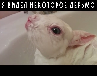 Èëëþñòðàöèÿ ê êîììåíòàðèþ