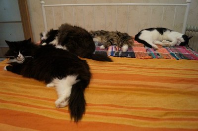 ����������� � �����������