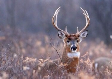 глаз узкий значит русский. Смотреть фото глаз узкий значит русский. Смотреть картинку глаз узкий значит русский. Картинка про глаз узкий значит русский. Фото глаз узкий значит русский
