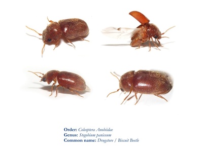 146459632515882935 жучки на телефоне ползают