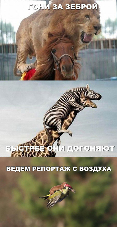 Как сделать ловушку для бурундука
