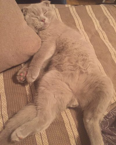 Что общего у котов и девушек. Смотреть фото Что общего у котов и девушек. Смотреть картинку Что общего у котов и девушек. Картинка про Что общего у котов и девушек. Фото Что общего у котов и девушек