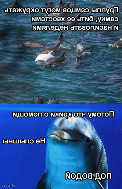 Касатка ебет самочку, сраки толстушек