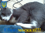 Предпросмотр