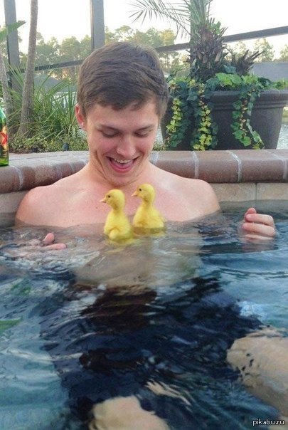 Guy and two ducklings. - Milota, Ducklings, Coolness, Guys