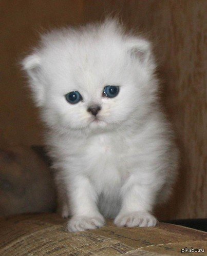 Белый жалко. Грустный белый котенок. Белый пушистый котенок грустный. Грустная белая кошечка. Милые котята во весь рост.