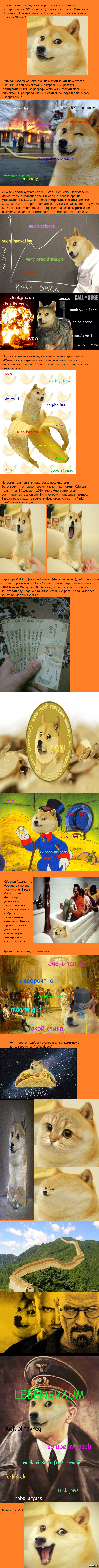 Wow doge!